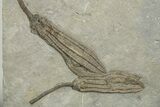 Multiple Fossil Crinoid Plate (Histocrinus) - Indiana #326038-1